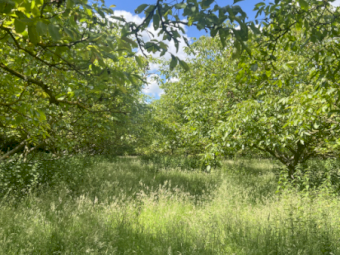 Sheep Needed - Agistment Available (Strathfieldsaye)