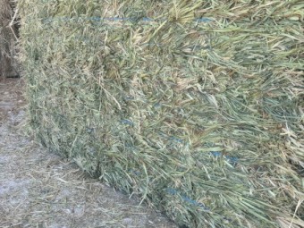 Oaten Hay