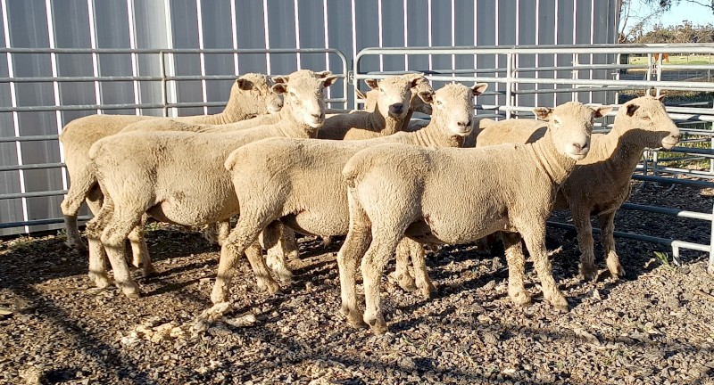 ELM SOUTHDOWNS 4 x 2024 drop Southdown rams