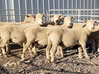 ELM SOUTHDOWNS 4 x 2024 drop Southdown rams