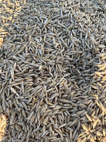 Mulgara Hay Oat Seed