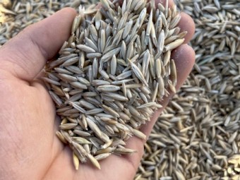 Mulgara Hay Oat Seed