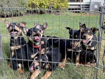 6 x Kelpie puppies