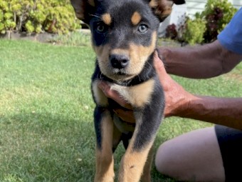 6 x Kelpie Puppies
