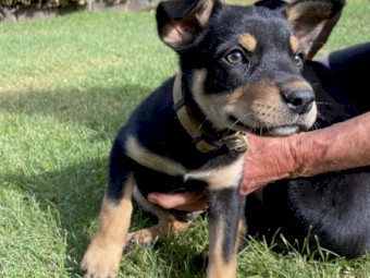6 x Kelpie puppies