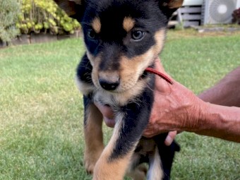 6 x Kelpie puppies