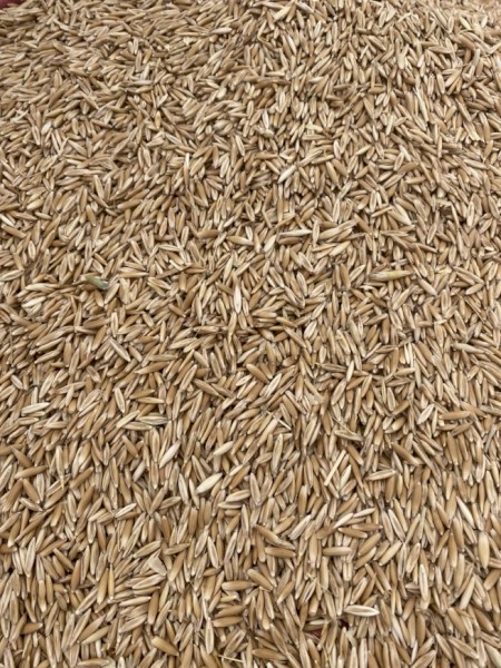 Yarran Seed Oats