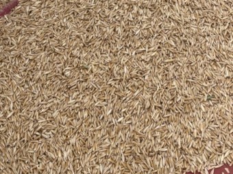 Yarran Seed Oats