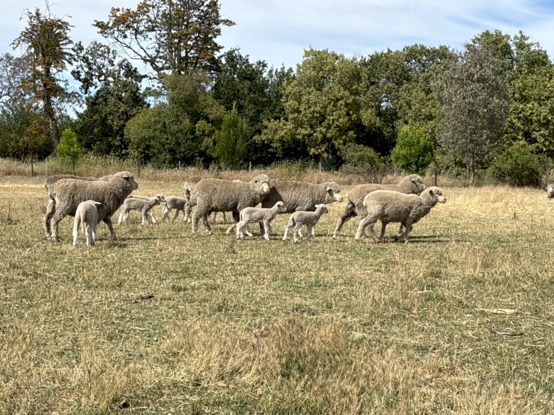 Merino x Merino ewes with lambs