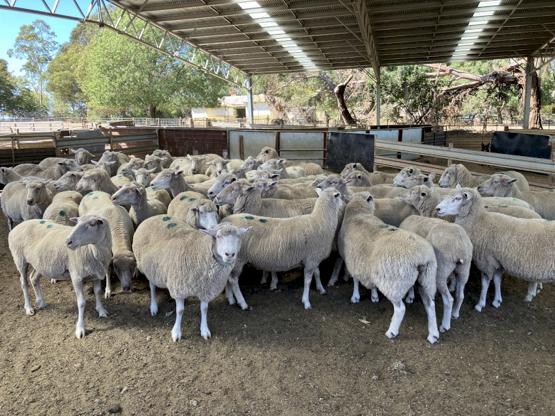 400 fine x composite ewes, 5 year old.