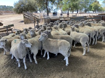 400 fine x composite ewes, 5 year old.