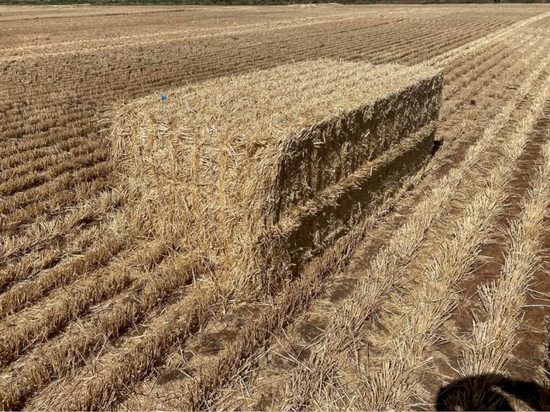 150mt Barley Straw 8x4x3 Bales (Header Tailings)