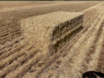 150mt Barley Straw 8x4x3 Bales (Header Tailings)