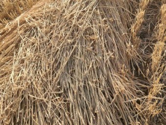 180mt Wheaten Hay 5x4 Rolls