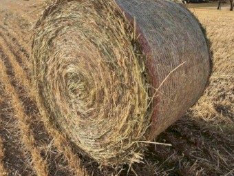 180mt Wheaten Hay 5x4 Rolls