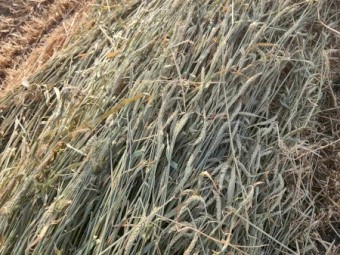 180mt Wheaten Hay 5x4 Rolls
