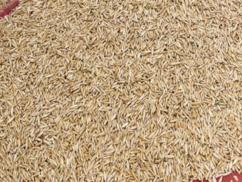 Yarran Seed Oats