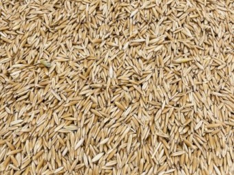 Yarran Seed Oats