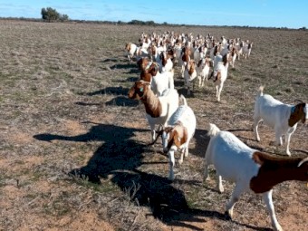 120 x Boer Goats
