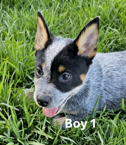 Blue Heeler (Cattle Dog) Pure Bread Pups
