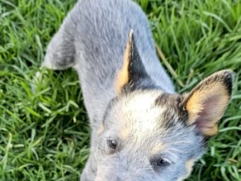 Blue Heeler (Cattle Dog) Pure Bread Pups