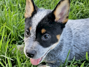 Blue Heeler (Cattle Dog) Pure Bread Pups