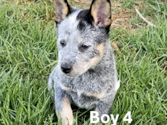 Blue Heeler (Cattle Dog) Pure Bread Pups