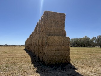 Wheaten Hay 8x3x4