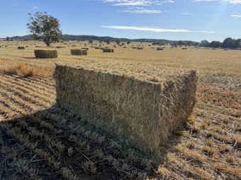 Wheaten Hay 8x3x4