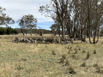 Merino x Merino ewes with lambs