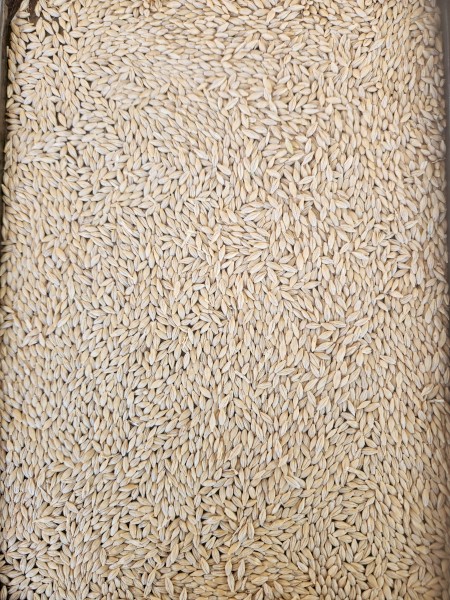 100mt Neo Barley