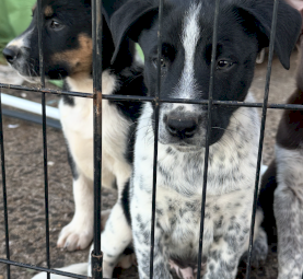 Heeler x Border Collie Pups