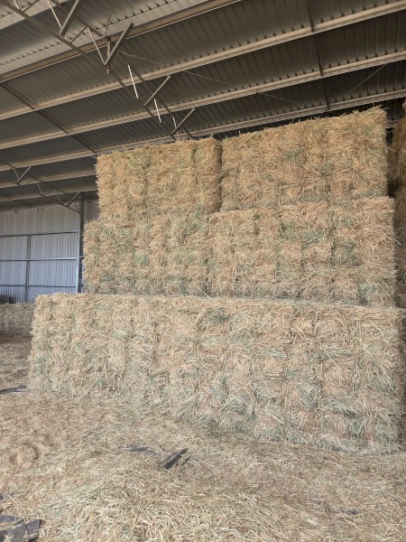 1890 x Awnless Wheaten Hay in Barons Packs of 21