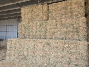 1890 x Awnless Wheaten Hay in Barons Packs of 21