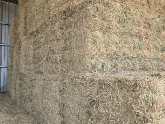 1890 x Awnless Wheaten Hay in Barons Packs of 21