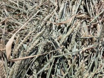 1890 x Awnless Wheaten Hay in Barons Packs of 21