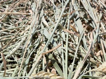 1890 x Awnless Wheaten Hay in Barons Packs of 21