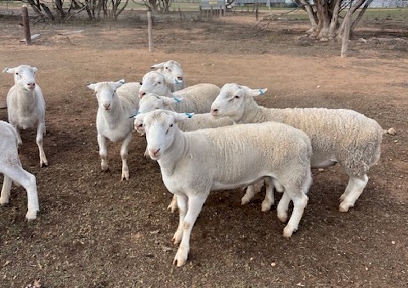 Australian White Rams