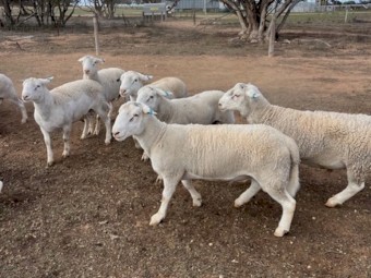Australian White Rams