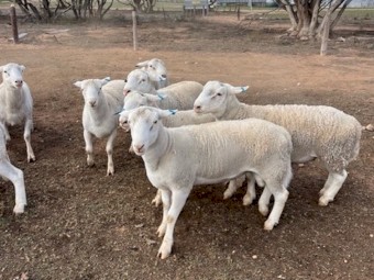 Australian White Rams