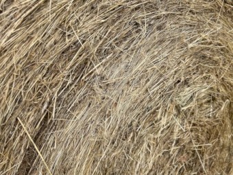 53mt Pasture Hay Round Bales