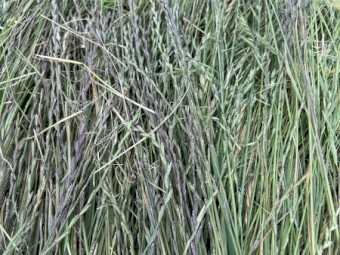 53mt Pasture Hay Round Bales