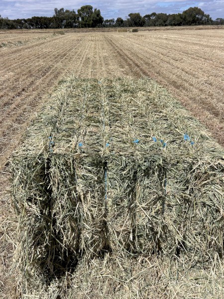 300 Ton New Season Barley Hay 8x4x3 