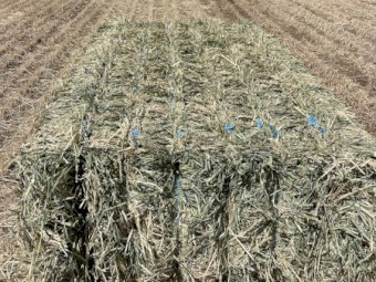 300 Ton New Season Barley Hay 8x4x3 