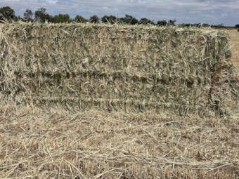 300 Ton New Season Barley Hay 8x4x3 