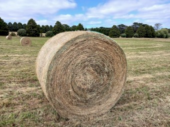 36 x Oaten Rye Round Rolls