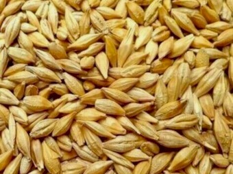 100mt Feed Barley