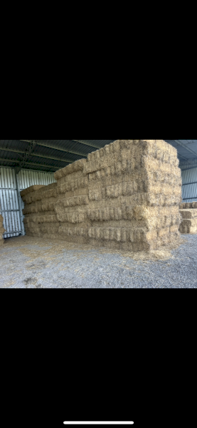 700 x Lucerne Hay Small Square bales