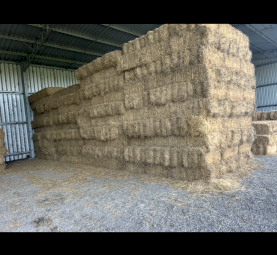 700 x Lucerne Hay 8x4x3 Bales