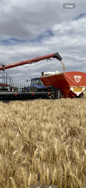 Bordignon 16T Chaser Bin